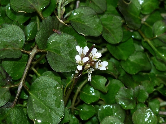 {Cardamine hirsuta}